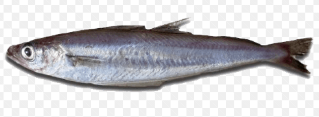 Blue Whiting