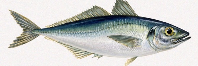 Horse Mackerel