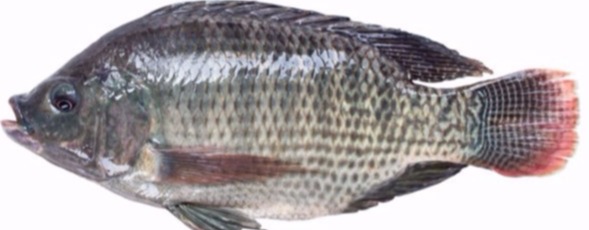 Tilapia (Farmed)